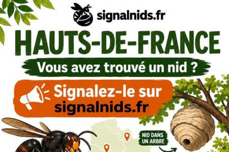 Frelon asiatique en Hauts-de-France : la vigilance est de mise, signalez les nids !